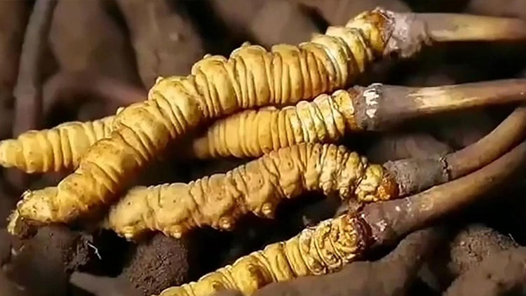  那曲蟲草市場亂象揭秘：如何避免買到假貨？