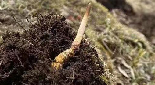  <a href=http://www.xmwhr.com/xinxian/ target=_blank class=infotextkey>鮮冬蟲夏草</a>的多樣食用方法