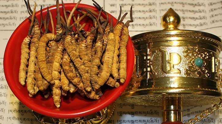 <a href=http://www.xmwhr.com/ target=_blank class=infotextkey>那曲<a href=http://www.xmwhr.com/ target=_blank class=infotextkey>冬蟲夏草</a></a>的有哪些藥用價(jià)值