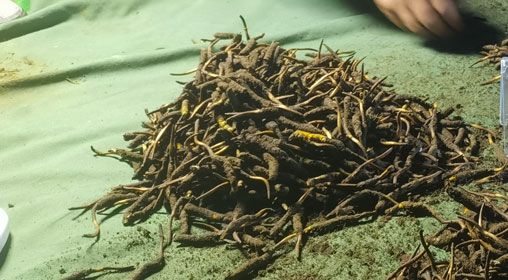 <a href=http://www.xmwhr.com/xinxian/ target=_blank class=infotextkey>鮮冬蟲夏草</a>的正確食用方法指南