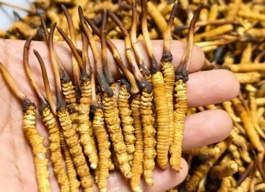 <a href=http://www.xmwhr.com/sdph/zcw/ target=_blank class=infotextkey>珍草王冬蟲(chóng)夏草</a>是真的嗎？