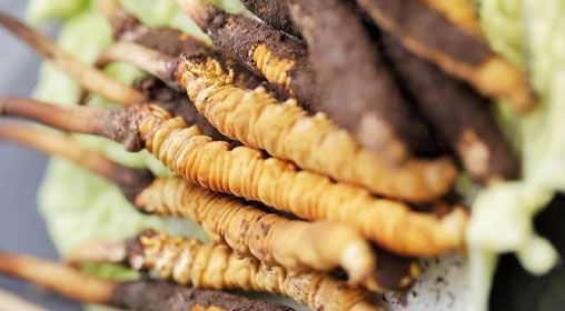 <a href=http://www.xmwhr.com/xinxian/ target=_blank class=infotextkey>鮮冬蟲夏草</a>功效與食用方法詳解