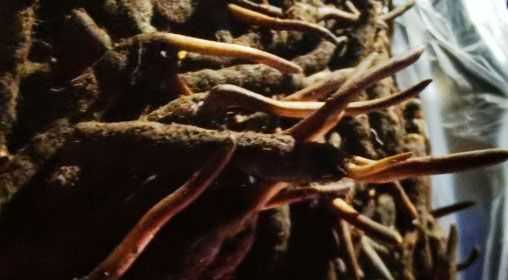 <a href=http://www.xmwhr.com/xinxian/ target=_blank class=infotextkey>新<a href=http://www.xmwhr.com/xinxian/ target=_blank class=infotextkey>鮮冬蟲(chóng)夏草</a></a>的多種食用方法