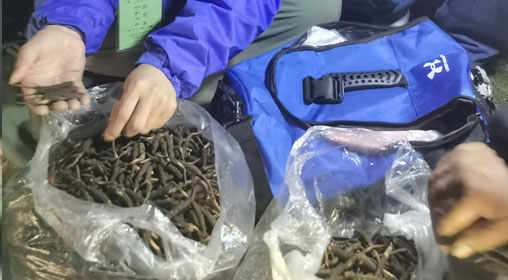 新鮮那曲蟲草多少錢一根？揭秘冬蟲夏草的價格密碼