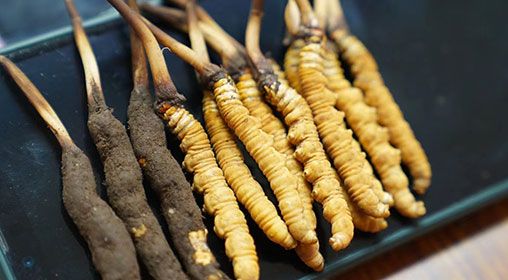 新鮮<a href=http://www.xmwhr.com/jiage/ target=_blank class=infotextkey>冬蟲夏草價格</a>查詢