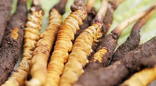 <a href=http://www.xmwhr.com/xinxian/ target=_blank class=infotextkey>新<a href=http://www.xmwhr.com/xinxian/ target=_blank class=infotextkey>鮮冬蟲夏草</a></a>怎么洗 