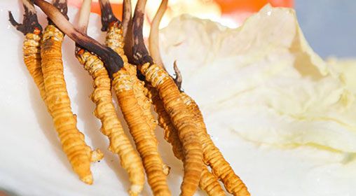 <a href=http://www.xmwhr.com/xinxian/ target=_blank class=infotextkey>新<a href=http://www.xmwhr.com/xinxian/ target=_blank class=infotextkey>鮮冬蟲夏草價(jià)格</a></a>  