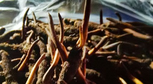 <a href=http://www.xmwhr.com/xinxian/ target=_blank class=infotextkey>新<a href=http://www.xmwhr.com/xinxian/ target=_blank class=infotextkey>鮮冬蟲夏草</a></a>營養(yǎng)有哪些呢