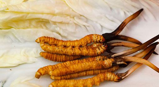 那曲雪域<a href=http://www.xmwhr.com/xinxian/ target=_blank class=infotextkey>新<a href=http://www.xmwhr.com/xinxian/ target=_blank class=infotextkey>鮮冬蟲夏草</a></a>