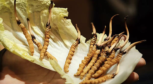 新鮮冬蟲(chóng)夏草枸杞泡水