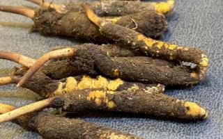 新鮮冬蟲夏草壞了：原因、識別與應(yīng)對策略