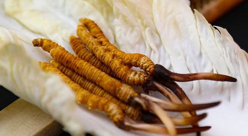 新鮮冬蟲(chóng)夏草怎么弄干