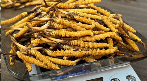 <a href=http://www.xmwhr.com/s/brxcc target=_blank class=infotextkey>比如縣冬蟲夏草</a>新鮮度