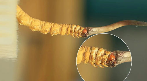 冬蟲夏草新鮮好嗎？解密新鮮蟲草的獨(dú)特價(jià)值