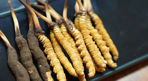 魚翅與<a href=http://www.xmwhr.com/xinxian/ target=_blank class=infotextkey>新<a href=http://www.xmwhr.com/xinxian/ target=_blank class=infotextkey>鮮冬蟲夏草</a></a>