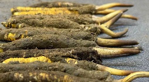 那曲<a href=http://www.xmwhr.com/xinxian/ target=_blank class=infotextkey>新<a href=http://www.xmwhr.com/xinxian/ target=_blank class=infotextkey>鮮冬蟲夏草</a></a>采摘