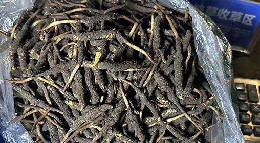 <a href=http://www.xmwhr.com/xinxian/ target=_blank class=infotextkey>新<a href=http://www.xmwhr.com/xinxian/ target=_blank class=infotextkey>鮮冬蟲(chóng)夏草</a></a>出售