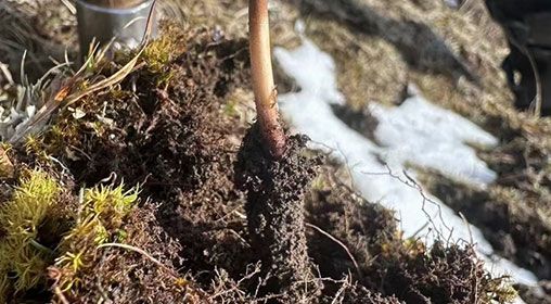 <a href=http://www.xmwhr.com/xinxian/ target=_blank class=infotextkey>新<a href=http://www.xmwhr.com/xinxian/ target=_blank class=infotextkey>鮮冬蟲夏草</a></a>存放