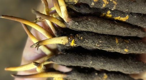 <a href=http://www.xmwhr.com/xinxian/ target=_blank class=infotextkey>新<a href=http://www.xmwhr.com/xinxian/ target=_blank class=infotextkey>鮮冬蟲(chóng)夏草</a></a>晾曬 