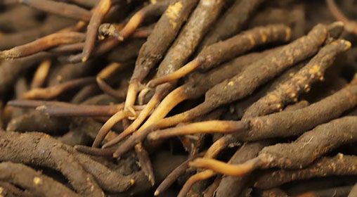 <a href=http://www.xmwhr.com/xinxian/ target=_blank class=infotextkey>新<a href=http://www.xmwhr.com/xinxian/ target=_blank class=infotextkey>鮮冬蟲夏草</a></a>品質(zhì)