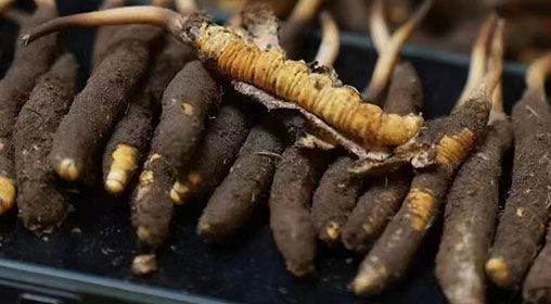 <a href=http://www.xmwhr.com/xinxian/ target=_blank class=infotextkey>新<a href=http://www.xmwhr.com/xinxian/ target=_blank class=infotextkey>鮮冬蟲(chóng)夏草</a></a>發(fā)貨 