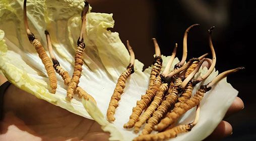 冷藏<a href=http://www.xmwhr.com/xinxian/ target=_blank class=infotextkey>新<a href=http://www.xmwhr.com/xinxian/ target=_blank class=infotextkey>鮮冬蟲夏草</a></a>   