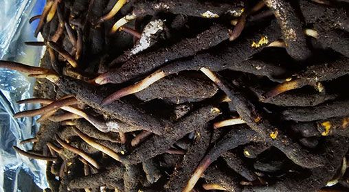 <a href=http://www.xmwhr.com/xinxian/ target=_blank class=infotextkey>新<a href=http://www.xmwhr.com/xinxian/ target=_blank class=infotextkey>鮮冬蟲夏草</a></a>產地