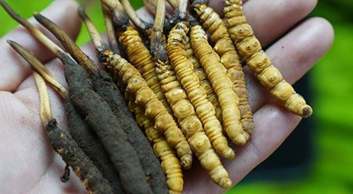 <a href=http://www.xmwhr.com/xinxian/ target=_blank class=infotextkey>新<a href=http://www.xmwhr.com/xinxian/ target=_blank class=infotextkey>鮮冬蟲夏草</a></a>服用