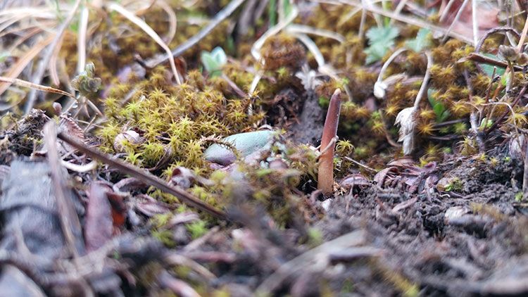 蟲草的生命周期