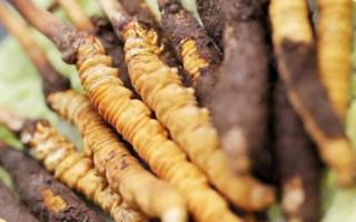 如何鑒別真假蟲草？教你幾招！