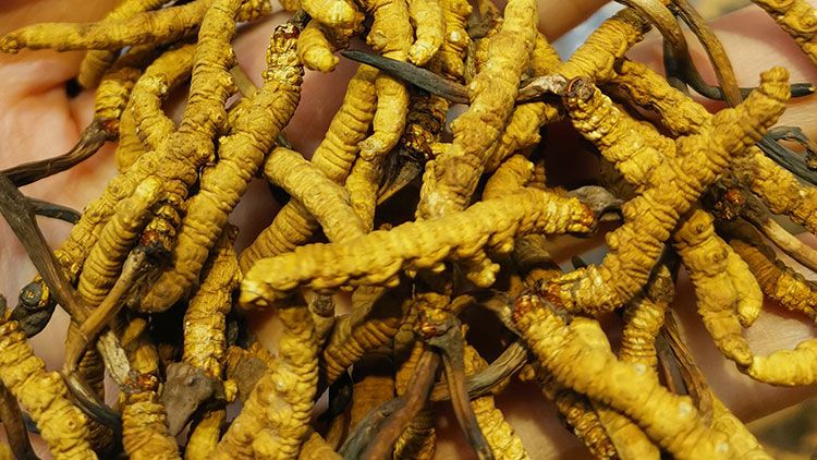 平陽冬蟲夏草市場(chǎng)在哪里？2024年最新采購指南