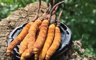 哪個(gè)牌子的冬蟲夏草好？2024年權(quán)威選購指南