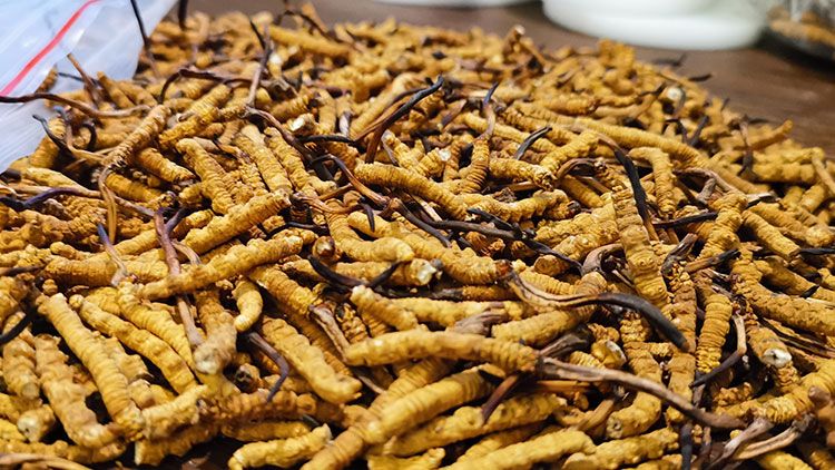 深圳<a href=http://www.xmwhr.com/zhengce/ target=_blank class=infotextkey>冬蟲夏草交易</a>市場：南中國蟲草貿(mào)易的黃金樞紐