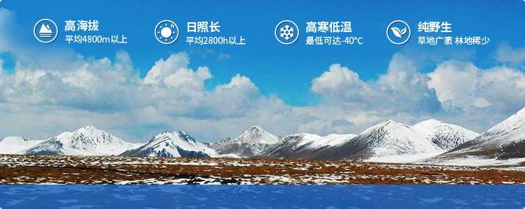 為什么說(shuō)西藏那曲的冬蟲(chóng)夏草，是品質(zhì)最好的蟲(chóng)草！