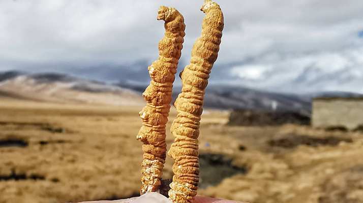 全球<a href=http://www.xmwhr.com/ target=_blank class=infotextkey>冬蟲夏草</a>核心產(chǎn)地分布圖鑒（2024最新版）