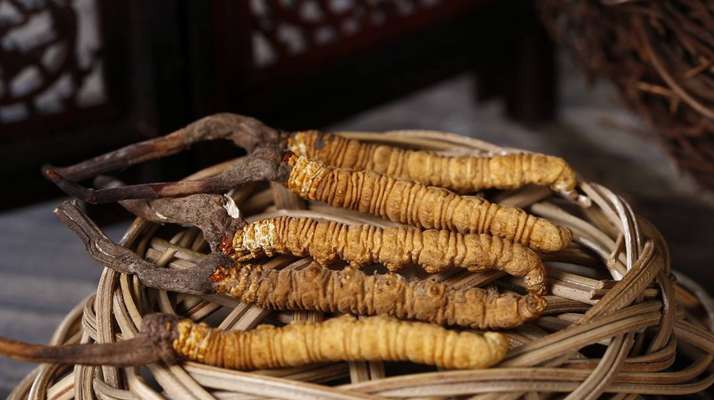 ?冬蟲夏草真假鑒別權(quán)威指南（2024最新版）