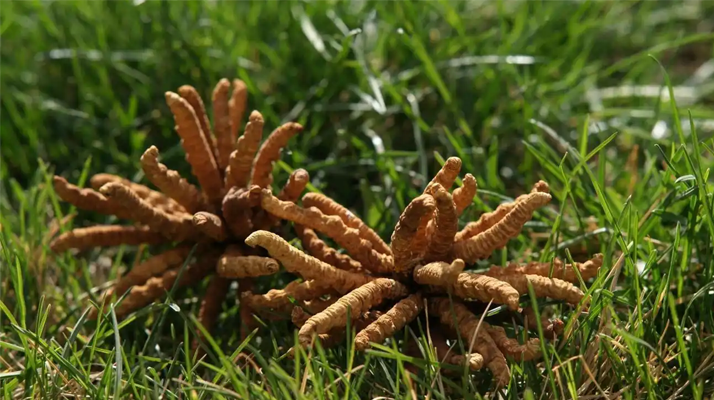 回收<a href=http://www.xmwhr.com/jiage/ target=_blank class=infotextkey>冬蟲(chóng)夏草多少錢(qián)</a>