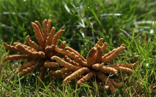 回收冬蟲(chóng)夏草多少錢(qián)