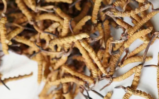 冬蟲(chóng)夏草產(chǎn)地都有哪些