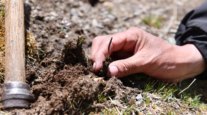 冬蟲夏草最佳交易時間