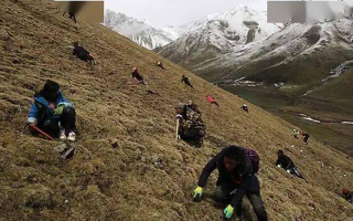 野生冬蟲夏草一斤多少錢？