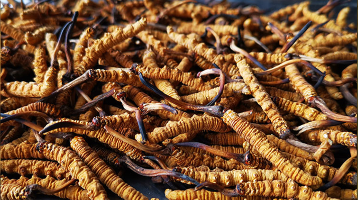 <a href=http://www.xmwhr.com/xinxian/ target=_blank class=infotextkey>新<a href=http://www.xmwhr.com/xinxian/ target=_blank class=infotextkey>鮮冬蟲(chóng)夏草</a></a>曬干全攻略：留住營(yíng)養(yǎng)的科學(xué)方法