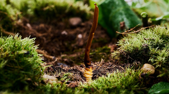 探秘 2024 年野生<a href=http://www.xmwhr.com/xinxian/ target=_blank class=infotextkey>新<a href=http://www.xmwhr.com/xinxian/ target=_blank class=infotextkey>鮮冬蟲(chóng)夏草</a></a>