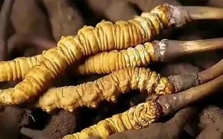 冬蟲(chóng)夏草鮮草冷凍保存全指南：鎖住營(yíng)養(yǎng)，延長(zhǎng)鮮美