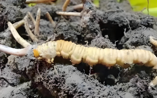 冬蟲(chóng)夏草鮮草與干草的差異解析：不同形態(tài)，別樣價(jià)值