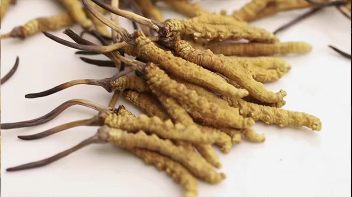 水溫決定營養(yǎng)！冬蟲夏草鮮草泡水溫度全解析?