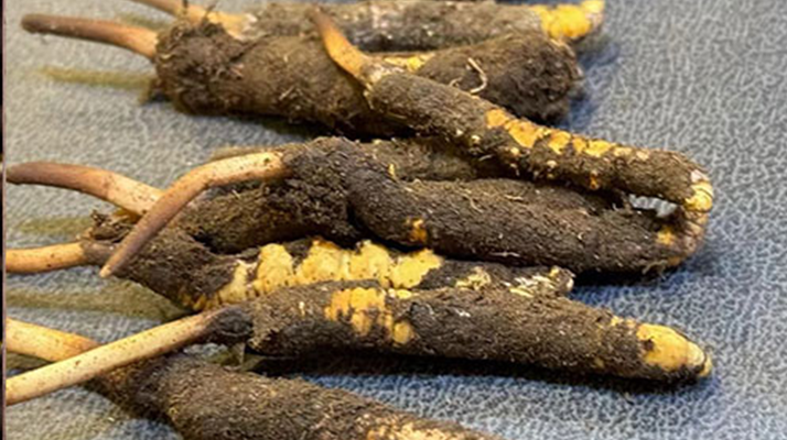 冬蟲夏草鮮草怎么吃？科學用量指南