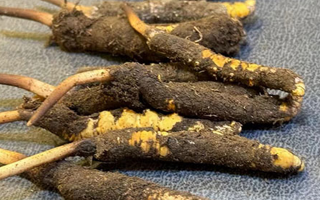 冬蟲夏草鮮草怎么吃？科學用量指南