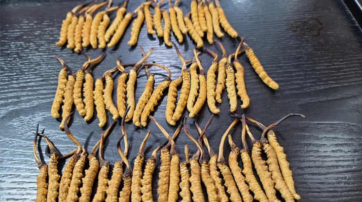 <a href=http://www.xmwhr.com/ target=_blank class=infotextkey><a href=http://www.xmwhr.com/s/nqcc/ target=_blank class=infotextkey>那曲冬蟲夏草</a></a>：鮮草與干草的多維差異? ? ? ?