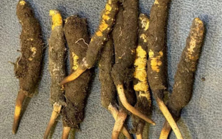 探秘那曲鮮冬蟲夏草的神奇功效